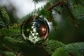 В Омске главную новогоднюю ёлку проведёт компания из Новосибирска