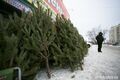 Первые нелегальные продавцы новогодних елей пойманы в Омске