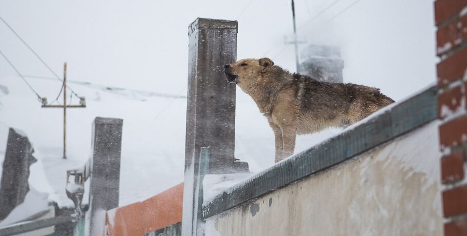 В Омске хотят запретить собакам лаять