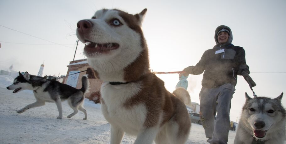 В Омске пройдут гонки на собачьих упряжках