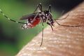 Из-за тёплой зимы в России могут исчезнуть комары