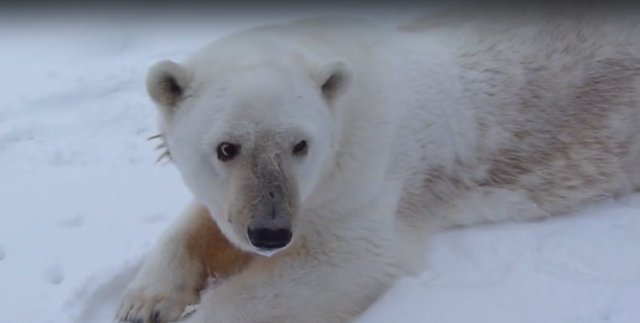 В Большереченском зоопарке отмечают 31-й день рождения медведицы Гули