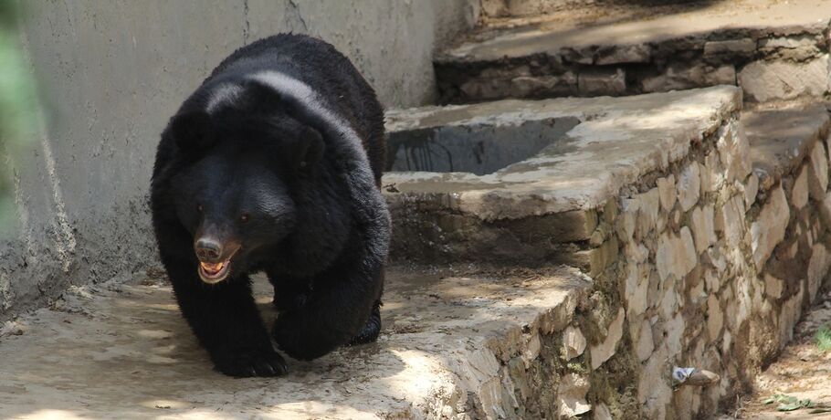 В Омской области проснулся гималайский медведь Кузя