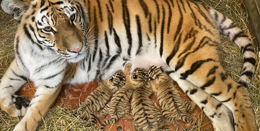 Омский цирк показал новорождённых тигрят