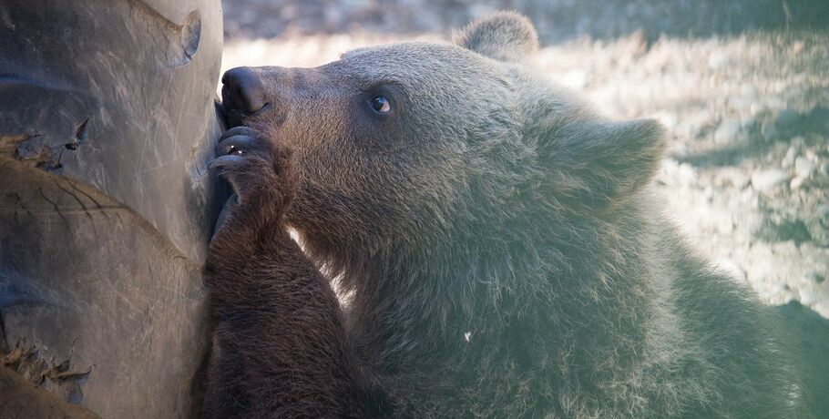 В Большереченском зоопарке родилась тройня медвежат