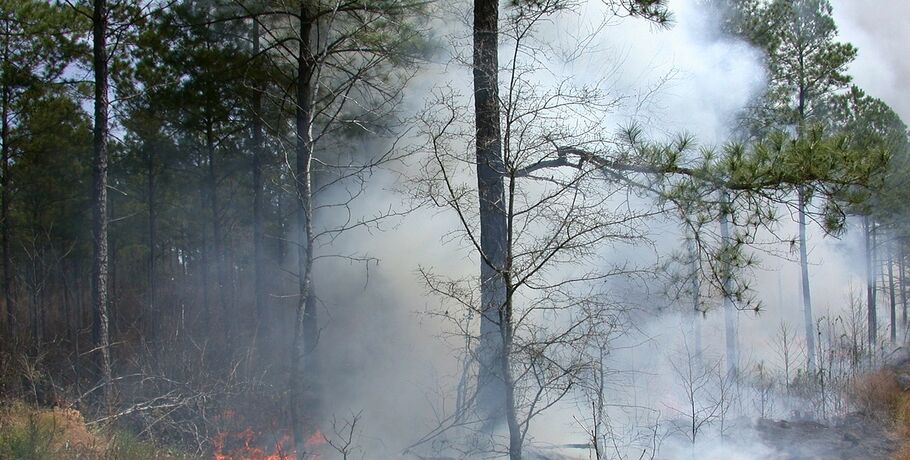 Лесоводы Омской области просят местных жителей уберечь лес от огня