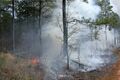Лесоводы Омской области просят местных жителей уберечь лес от огня