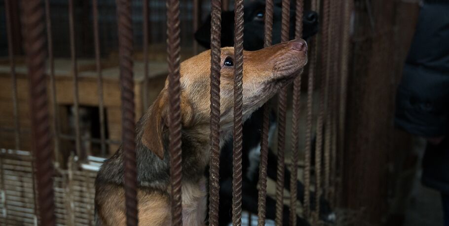 В Омске появился муниципальный приют для бездомных собак