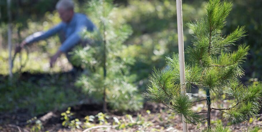 Более 4 тысяч деревьев высажено в Омске в честь погибших фронтовиков