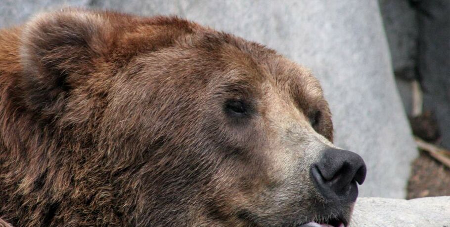 Омичи голосуют за понравившиеся имена для медвежат из Большереченского зоопарка