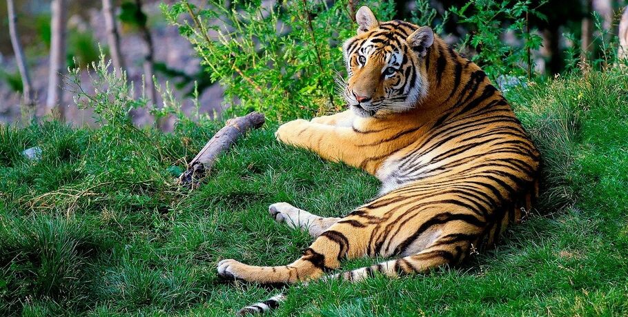 Омская тигрица Аза снова стала мамой