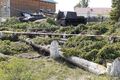 В Омской области вырубили деревья, посаженные ветеранами ВОВ
