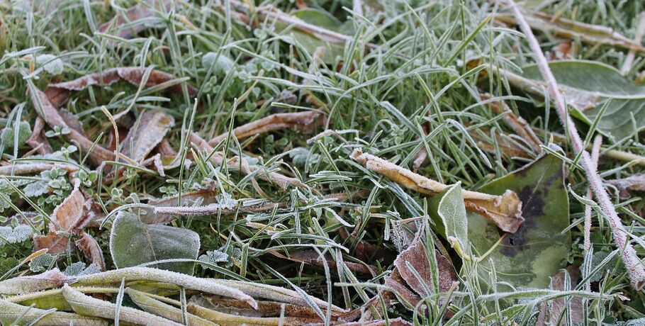 Омских садоводов предупреждают о ночных заморозках
