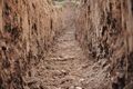 В Таре нашли захороненные в дереве 300-летние человеческие останки