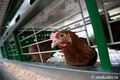 Жаркая погода принесла птичий грипп в Омскую область