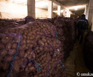 Из-за жары в Омской области не уродился картофель