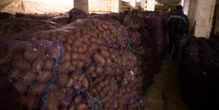 Из-за жары в Омской области не уродился картофель