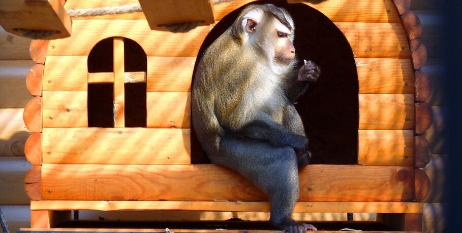 Чеснок и лук для обезьян. Рассказываем о жизни Большереченского зоопарка