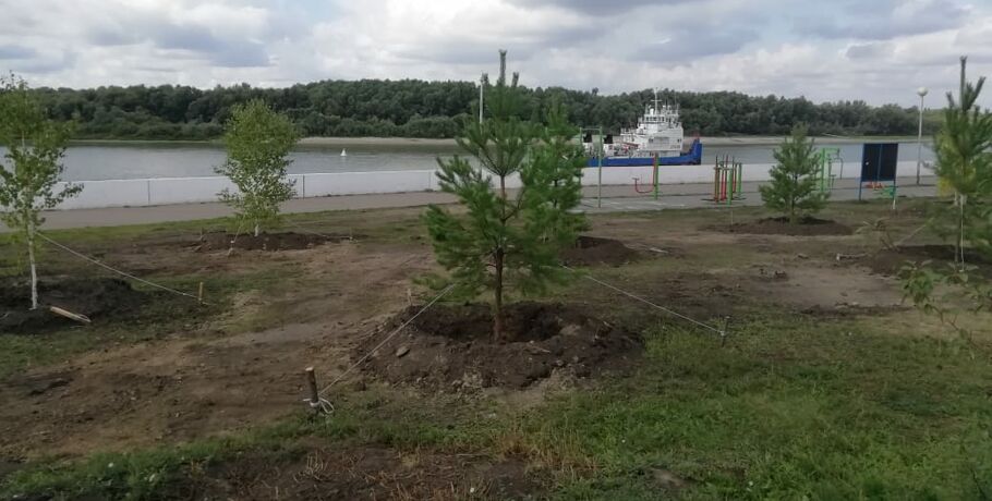 Новые деревья украсили Иртышскую набережную