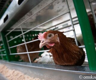 Стал известен размер выплат за птиц, заражённых в Омской области гриппом