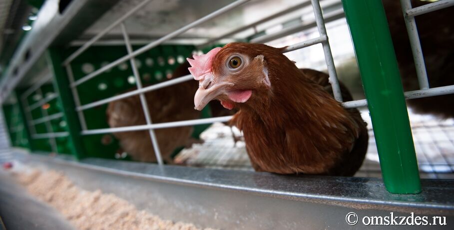 Стал известен размер выплат за птиц, заражённых в Омской области гриппом