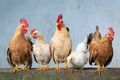 В Омске птичий грипп нашли на Иртышской птицефабрике