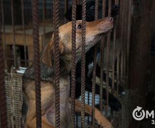Самый большой омский приют для собак безуспешно ищет работников