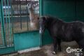 Омский зоопарк на Жукова снова закрылся