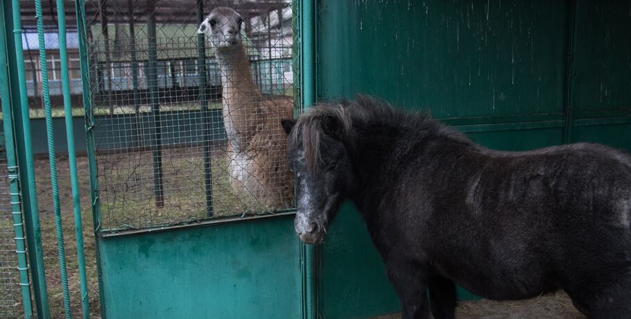 Омский зоопарк на Жукова снова закрылся