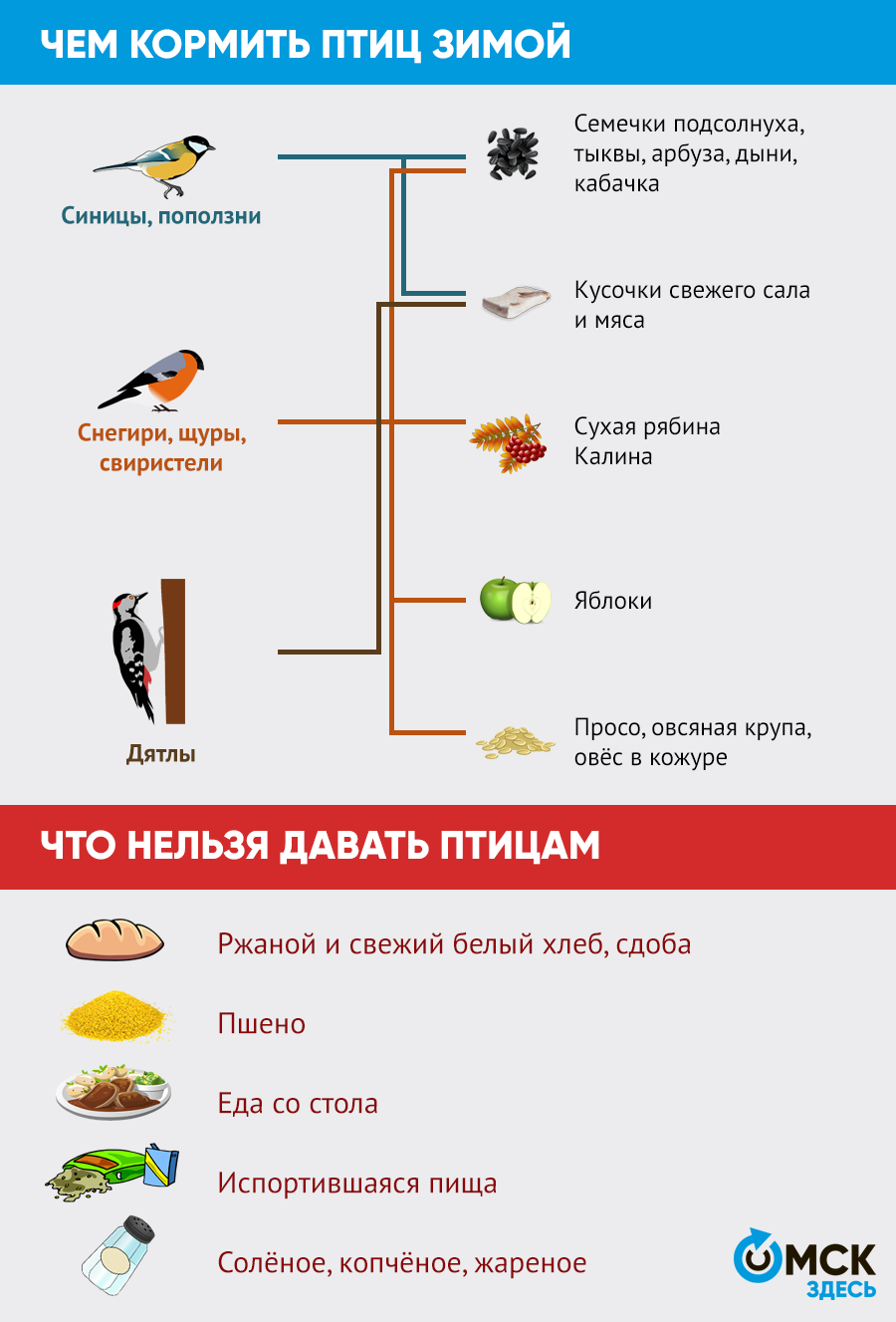 Синичкин день: вспоминаем приметы и мастерим кормушки для пернатых |  12.11.2020 | Омск - БезФормата