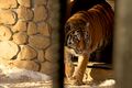 Амурские тигры за стеклом: в Большереченском зоопарке идёт большая стройка
