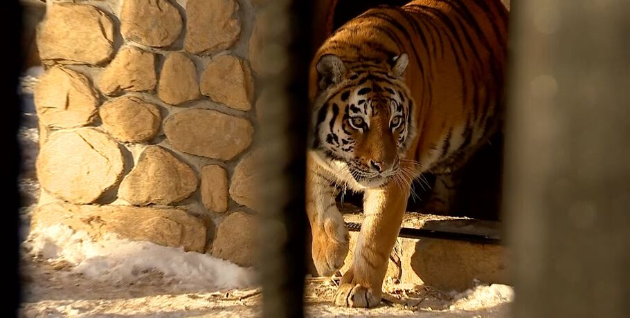 Амурские тигры за стеклом: в Большереченском зоопарке идёт большая стройка