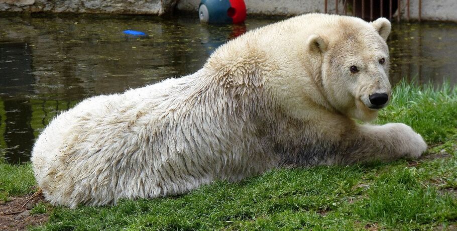 В Большереченском зоопарке умерла белая медведица