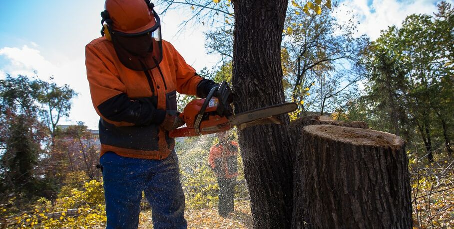 Для строительства кадетского корпуса вырубят 550 деревьев