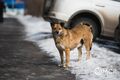 На омских рынках собирают корм для бездомных собак