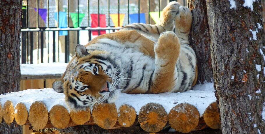 Омские тигры отказались от секса из-за детей