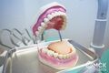 День стоматолога: топ-10 интересных фактов о зубах