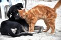 В России скоро появится вакцина от коронавируса для собак и кошек