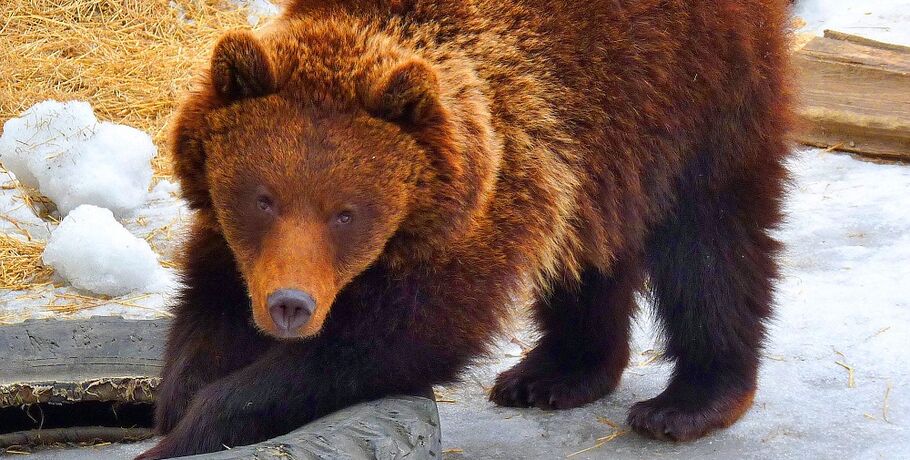 Первый медведь проснулся в Большереченском зоопарке