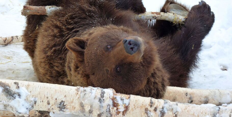 Омский медведь не дождался весны и лёг спать обратно