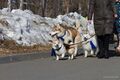 По омскому парку прошли собаки в синих шарфах