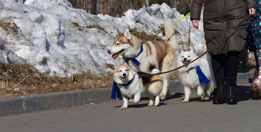 По омскому парку прошли собаки в синих шарфах