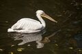 Омичи обсуждают возвращение пеликанов