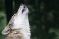 Волчица Большереченского зоопарка стала многодетной матерью