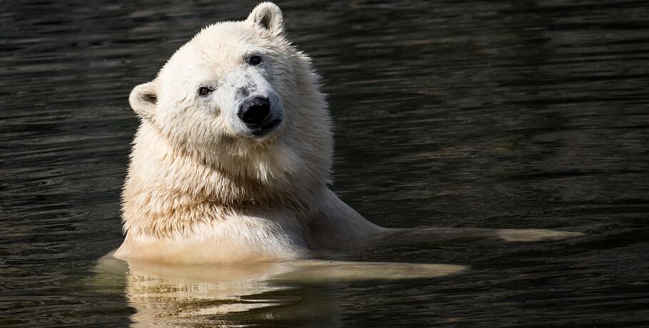 Омские медведи показали мастер-класс по спасению от жары