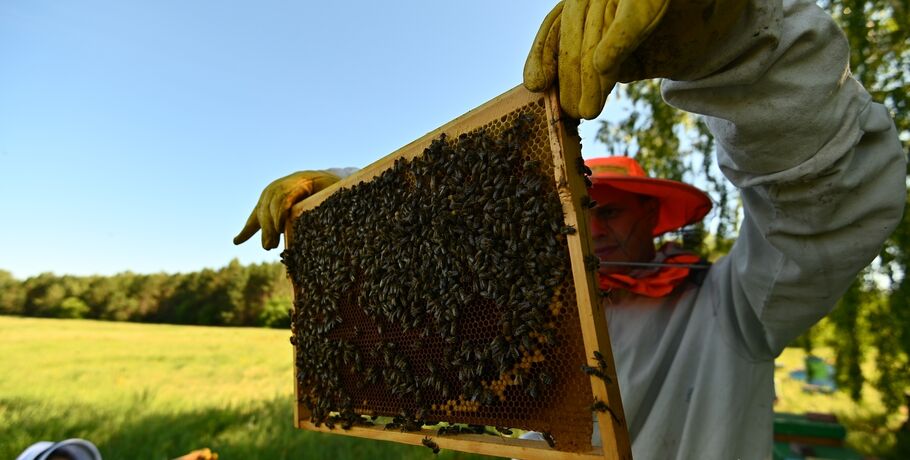 Ты пчела - я пчеловод! Видеоэкскурсия в медовое царство
