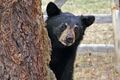 В Омске детскую больницу будут охранять медведи