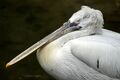 В омском зоопарке строптивый пеликан пытается изгнать нового сотрудника