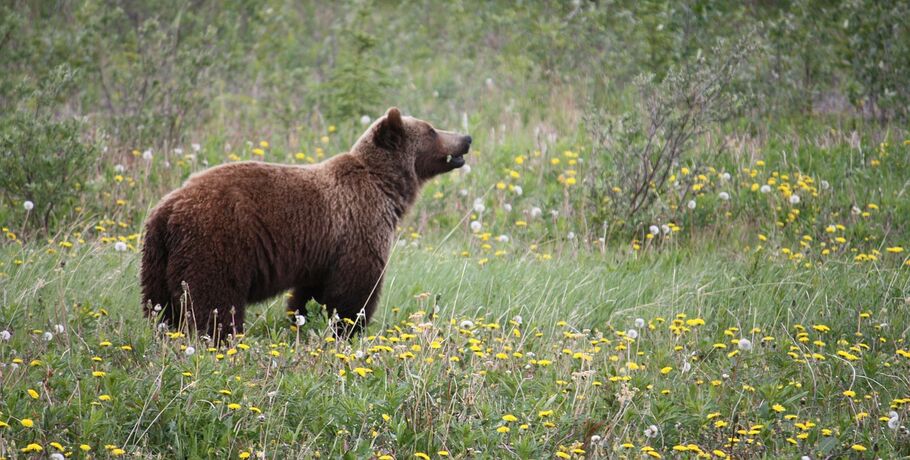 Сколько стоит сбить медведя? ГИБДД напомнила водителям о штрафах за наезд на животных