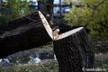 130-летнее омское дерево лишили статуса памятника природы